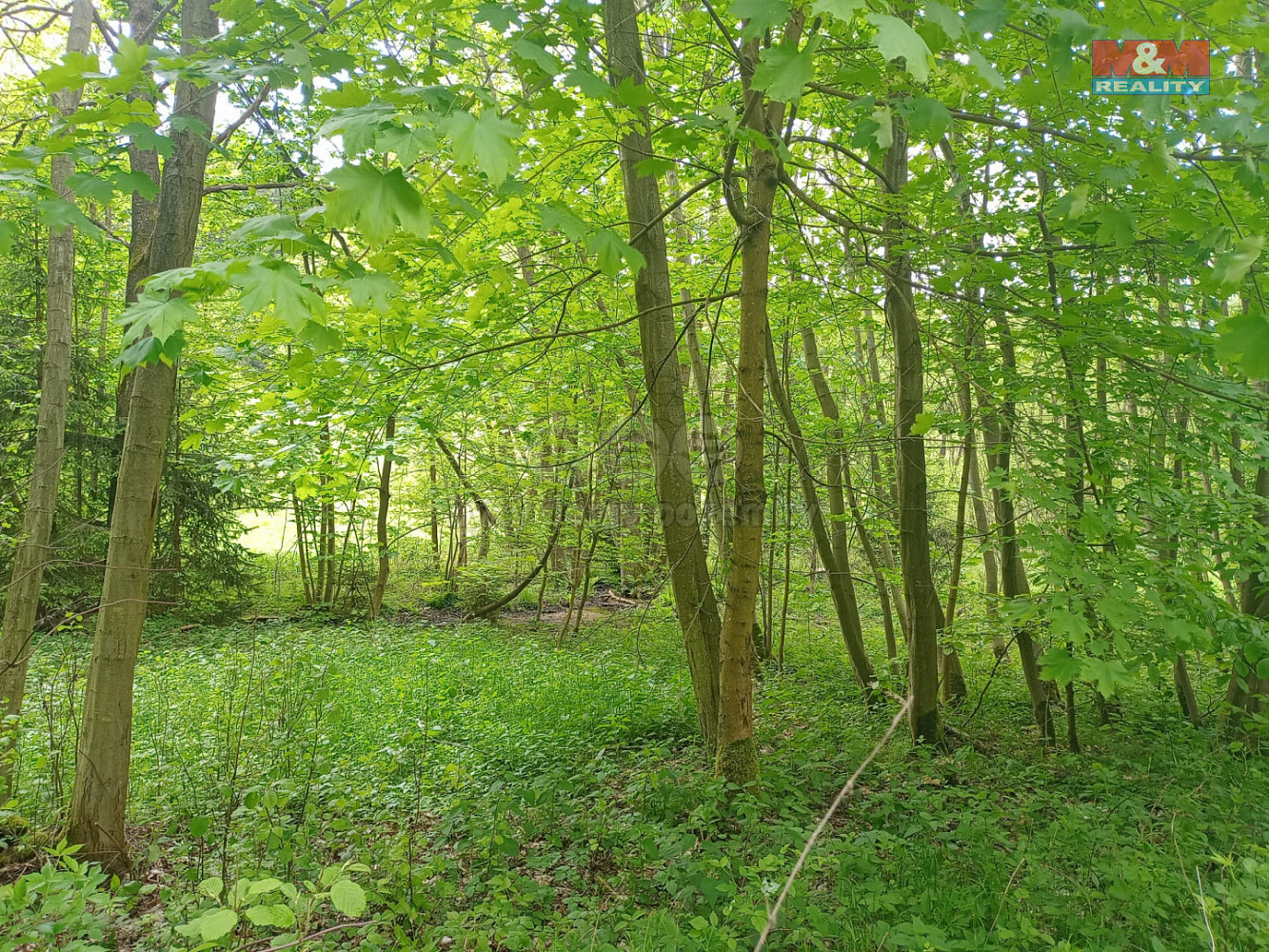 Prodej louky 7 967 m² — photo 2