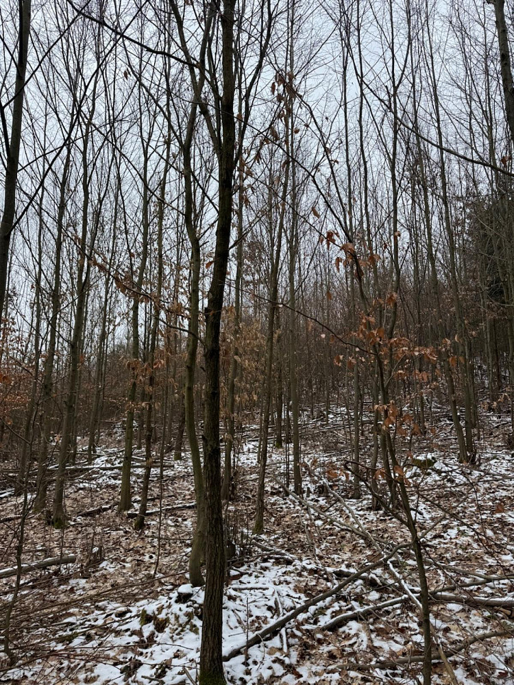 Fotka 8 z 17