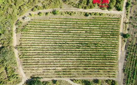 Prodej pole 9 215 m², Sedlec, okres Břeclav