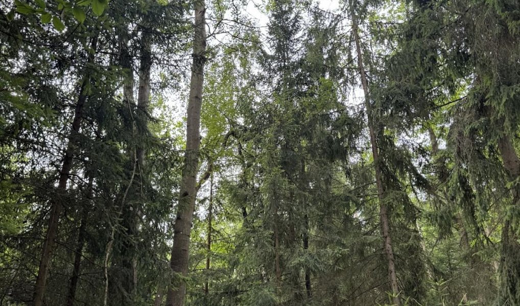 Prodej lesa 11 311 m², Velešovice – náhled fotky 7
