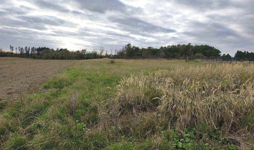 Prodej louky 3 629 m², Stará Huť – náhled fotky 6