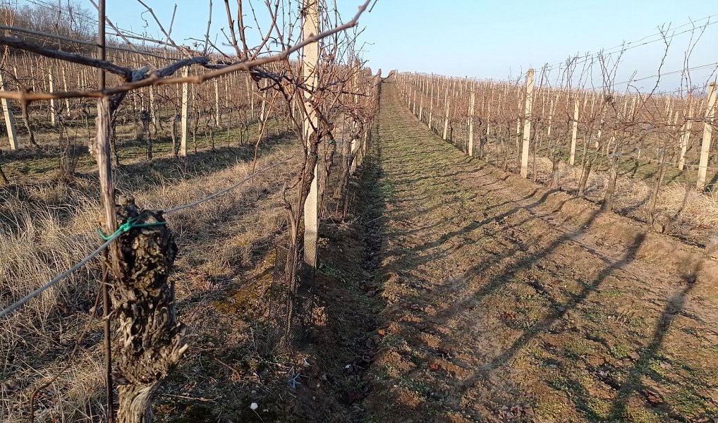 Prodej pozemku 10 093 m², Novosedly – náhled fotky 3