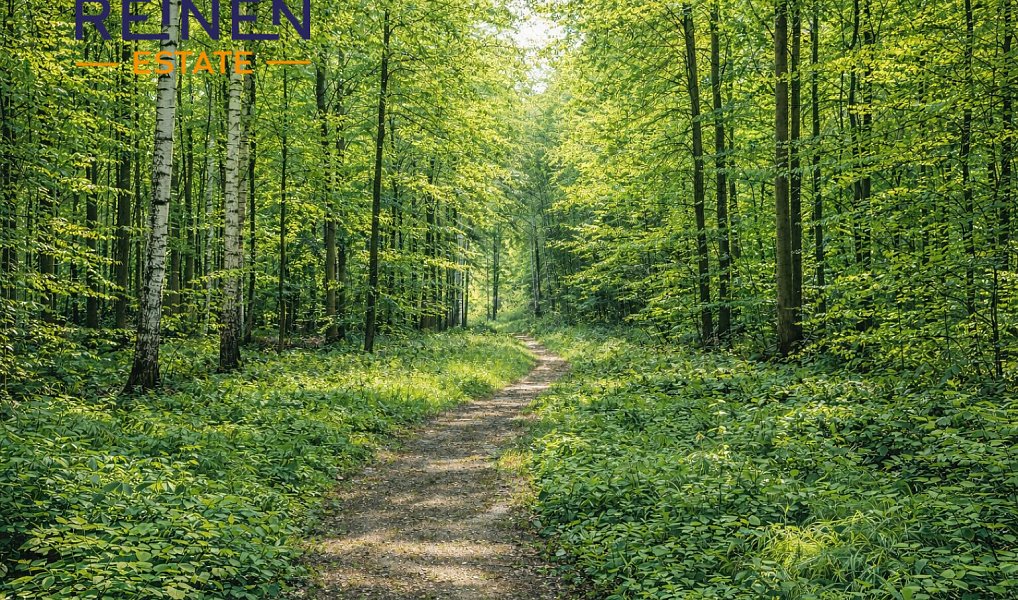 Prodej lesa 56 269 m², Staňkov – fotka 1 z 3