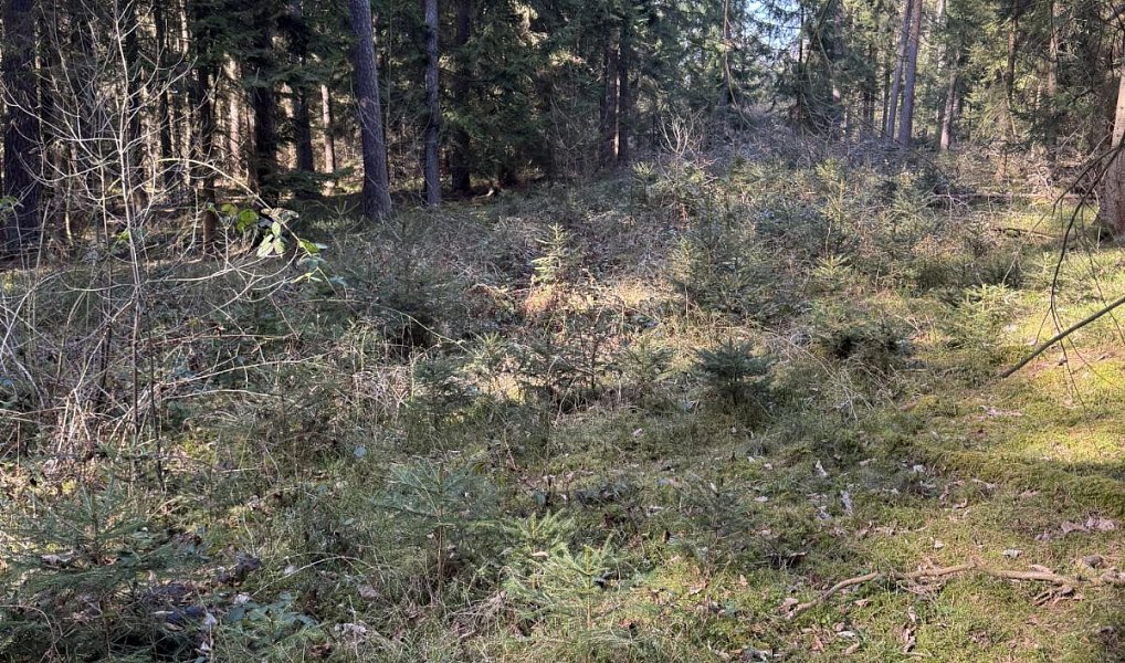 Prodej lesa 3 491 m², Vlastiboř – náhled fotky 6