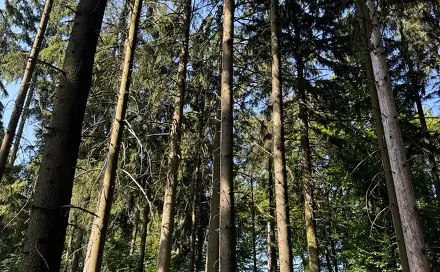 Prodej lesa 5 585 m², Liberk - Dolní Bělá