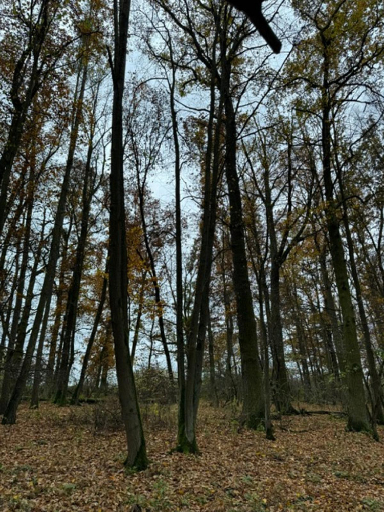Fotka 14 z 18