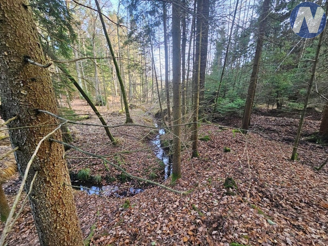 Prodej lesa 9 174 m² – fotografie 5