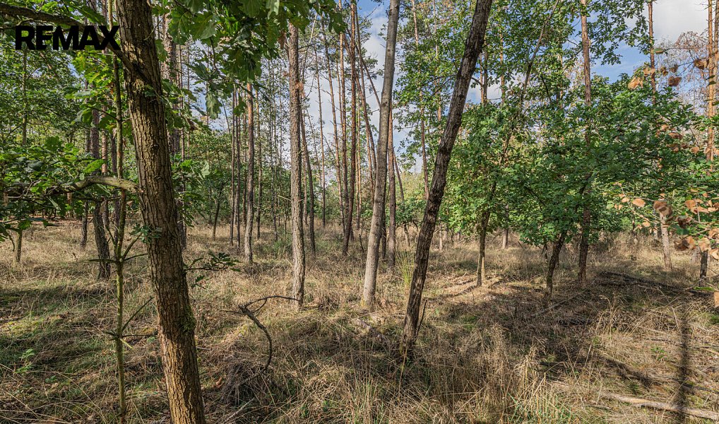 Prodej lesa 38 473 m², Mokrovraty – náhled fotky 4
