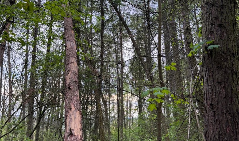 Prodej lesa 4 298 m², Přeštěnice – náhled fotky 2
