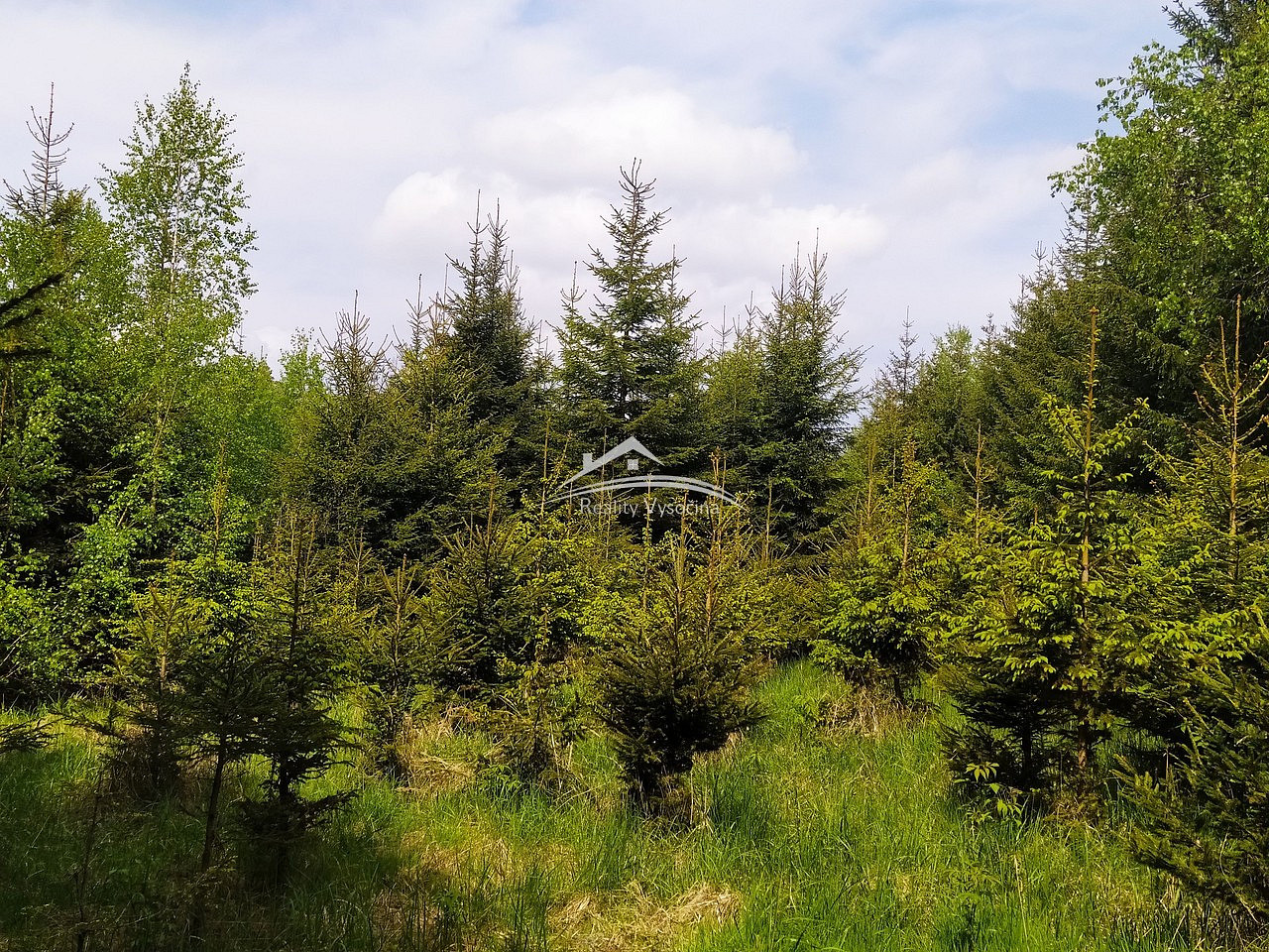 Prodej lesa 8 890 m² – pohled 3