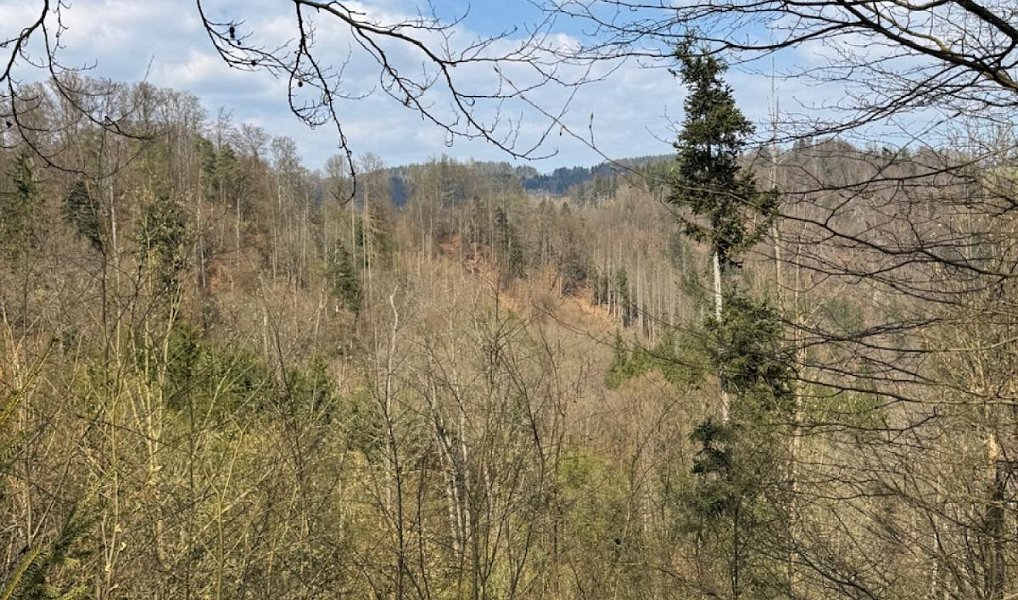 Prodej lesa 11 060 m², Záhoří – náhled fotky 2