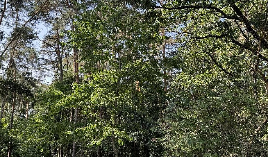 Prodej pozemku 3 093 m², Hradiště – náhled fotky 11