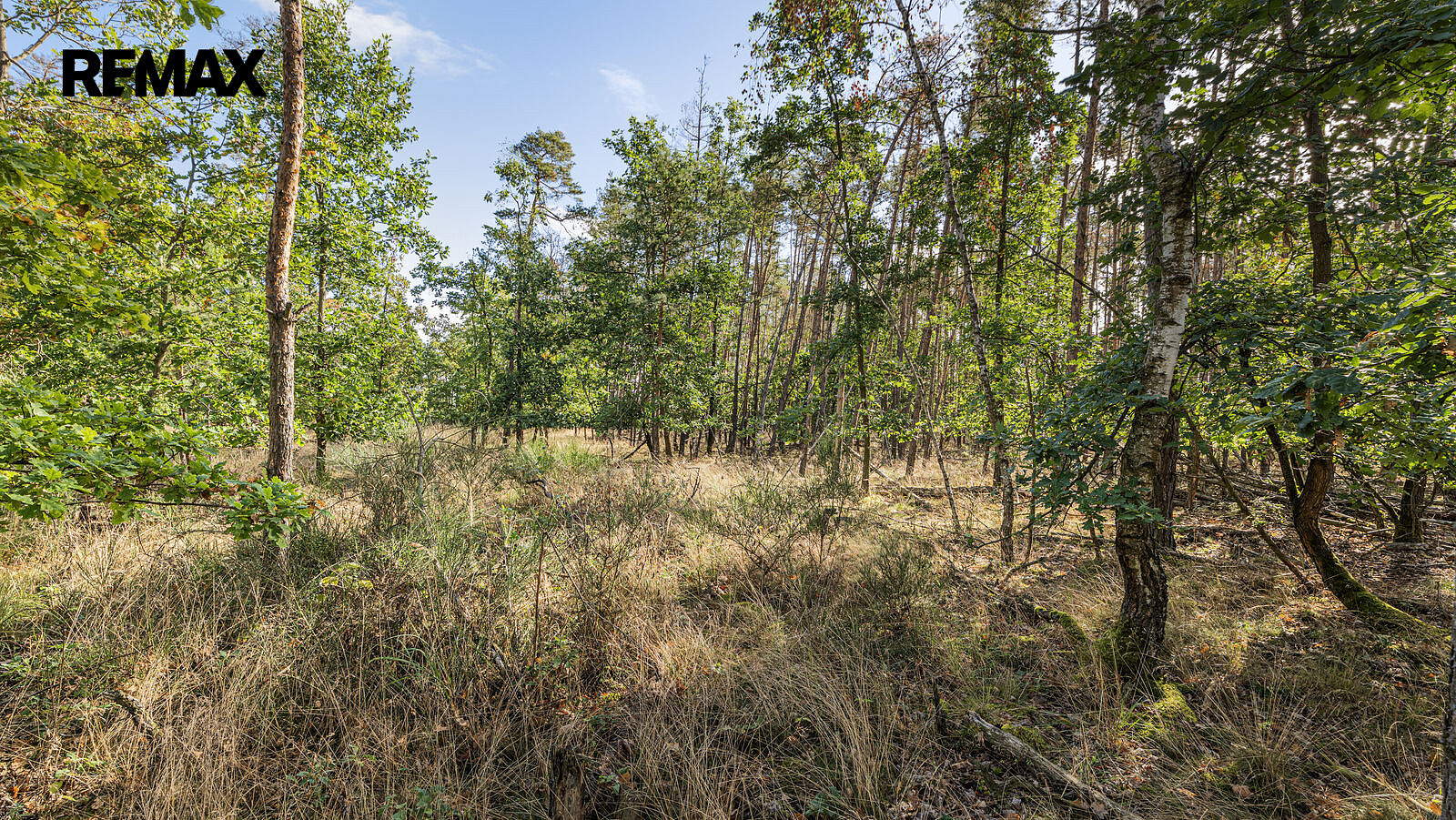 Prodej lesa 38 473 m² – fotografie 2