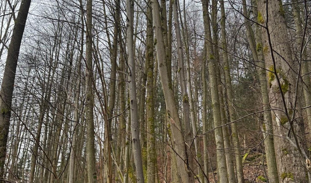 Prodej lesa 16 650 m², Zděchov – náhled fotky 12