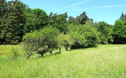 Prodej louky 1 159 m², Maňovice, okres Klatovy