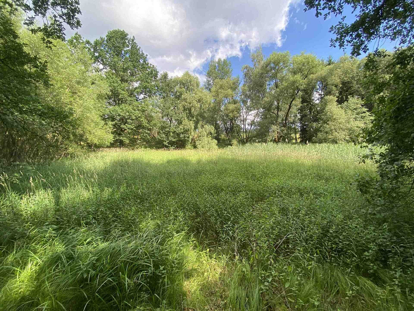 Prodej louky 4 246 m²