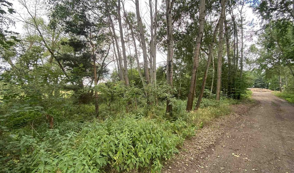 Prodej louky 6 751 m², Nové Hrady – náhled fotky 7