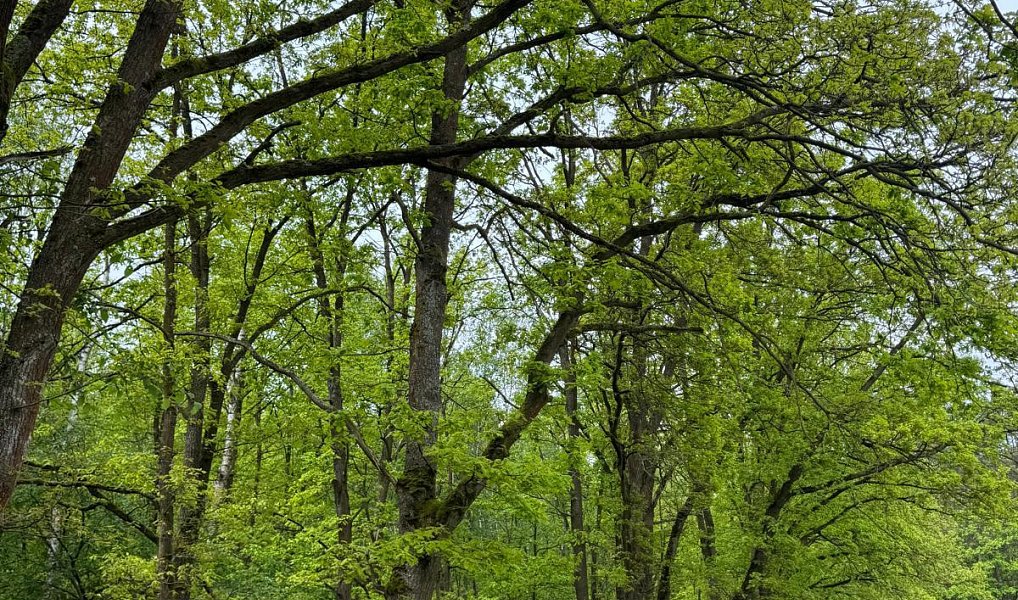 Prodej lesa 2 912 m², Třebechovice pod Orebem – náhled fotky 4