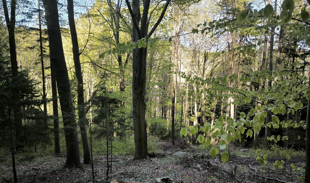 Prodej lesa 8 428 m², Nemojany – náhled fotky 4