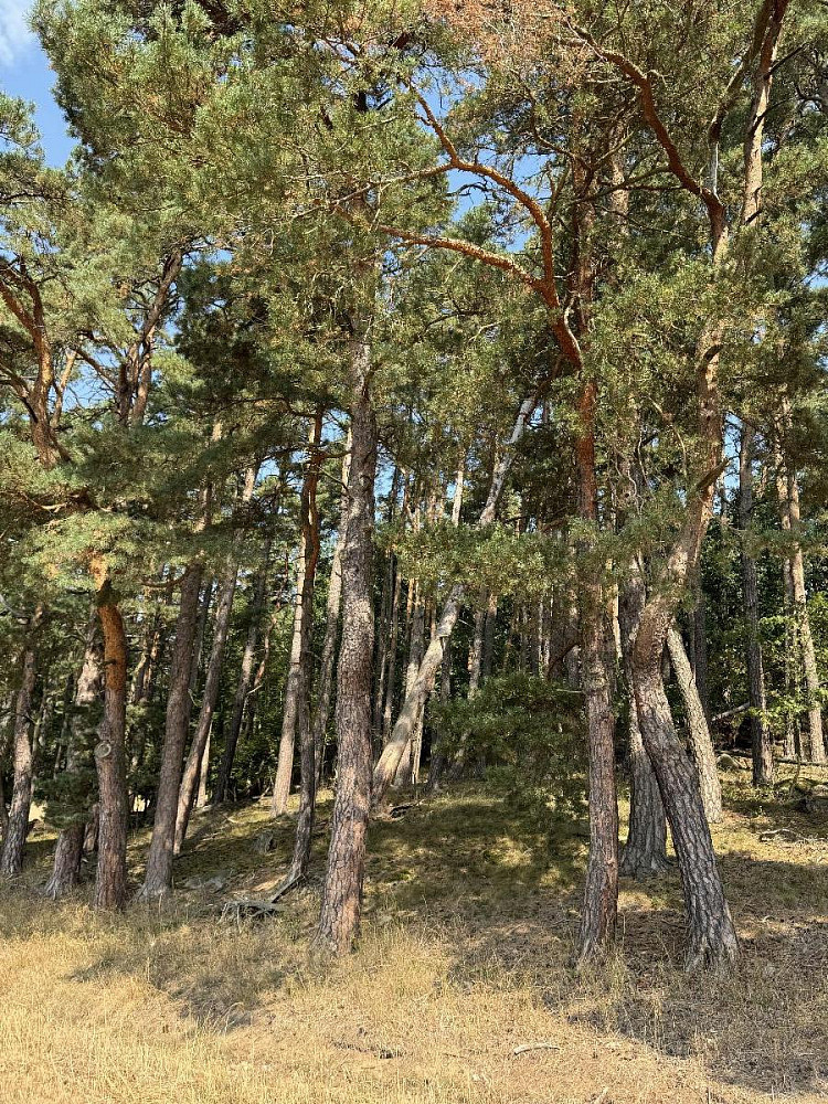 Prodej pozemku 3 093 m²