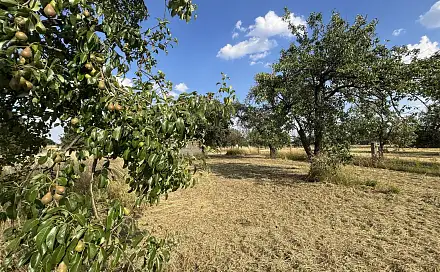 Prodej zahrady 2 387 m², Ruprechtov, okres Vyškov