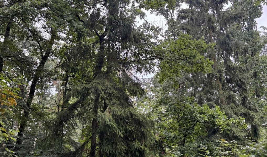 Prodej lesa 7 152 m², Lažany – náhled fotky 3