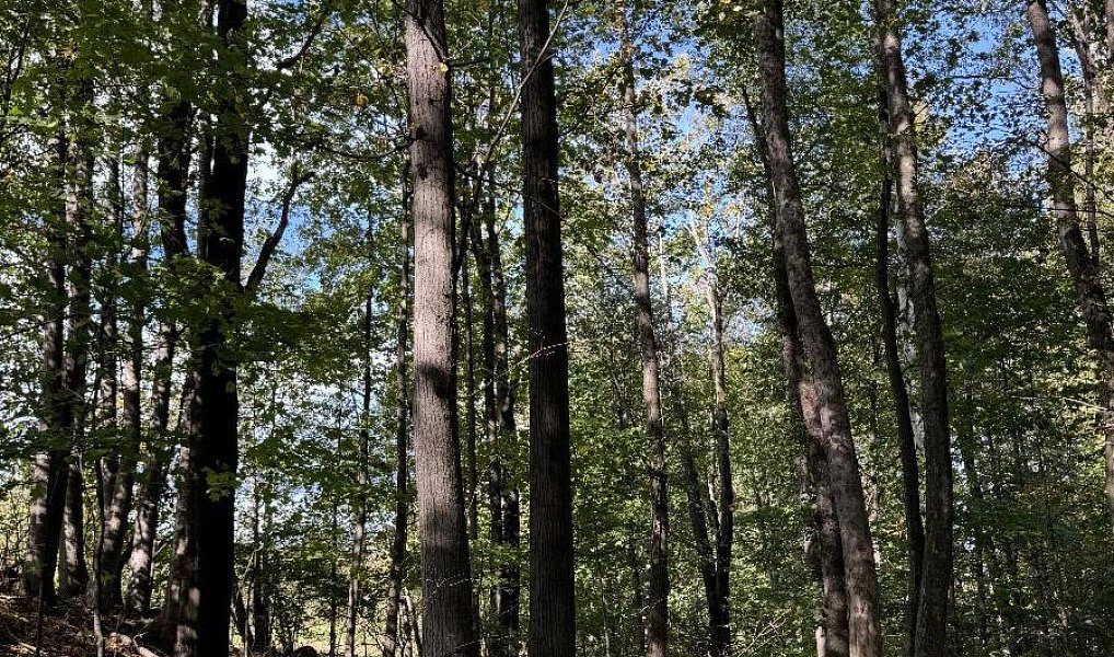 Prodej lesa 7 174 m², Žulová – náhled fotky 2
