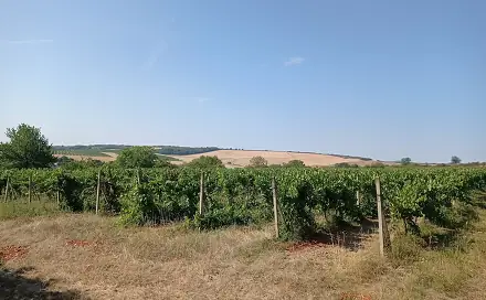 Ostatní