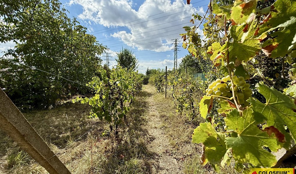 Prodej chaty/chalupy 30 m² s pozemkem 445 m², Suchohrdly – náhled fotky 12