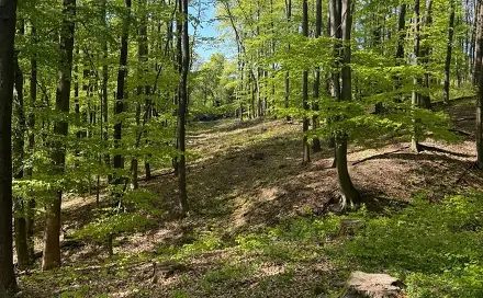 Prodej lesa 4 762 m², Hradčovice, okres Uherské Hradiště