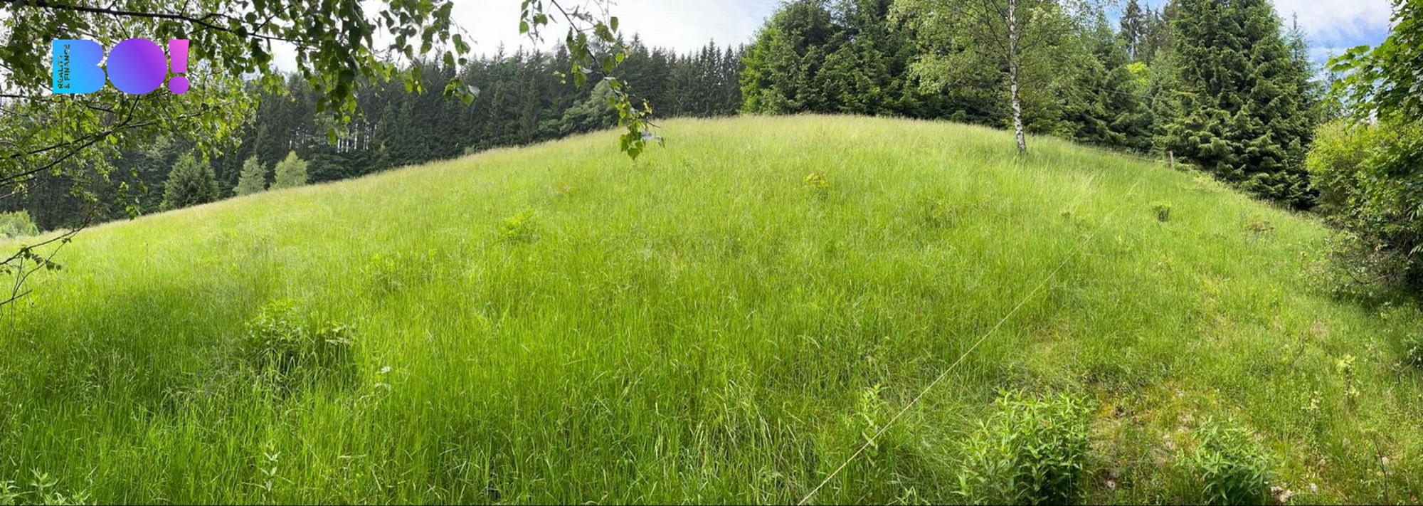 Prodej lesa 2 393 m² – fotografie 2