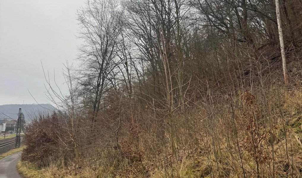Prodej lesa 36 788 m², Dolní Habartice – náhled fotky 8