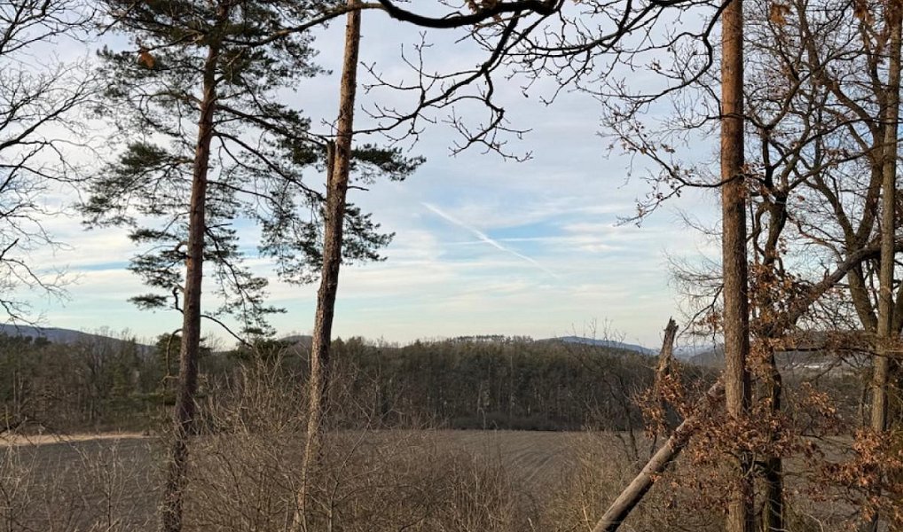 Prodej lesa 8 497 m², Dolany – náhled fotky 13