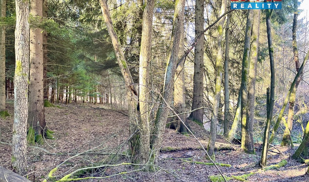 Prodej lesa 4 113 m², Dolní Dobrouč – náhled fotky 5