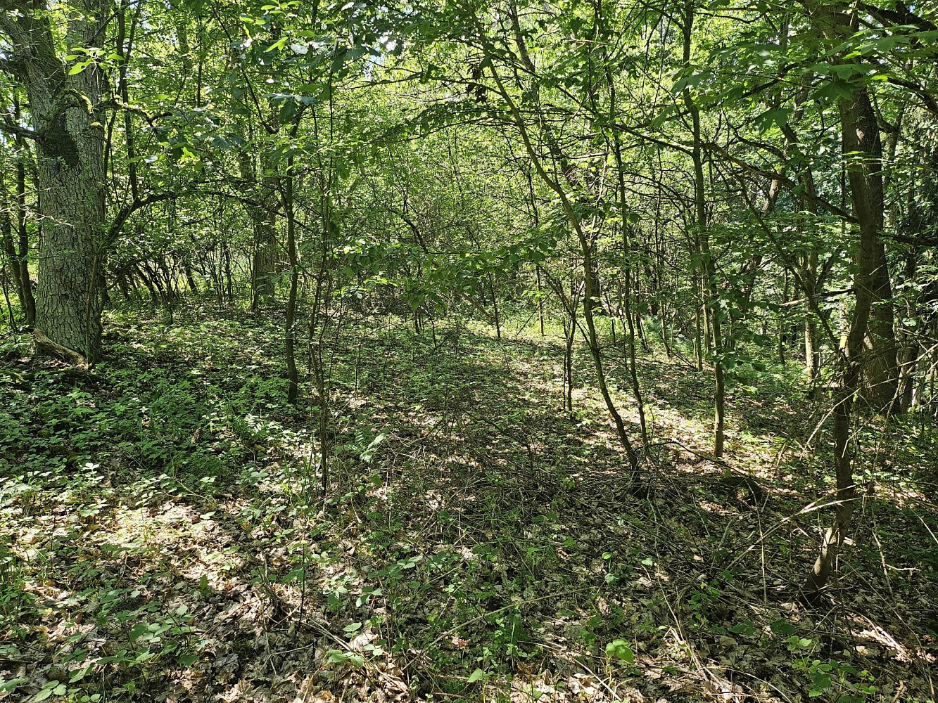 Prodej pole 3 244 m² — photo 4