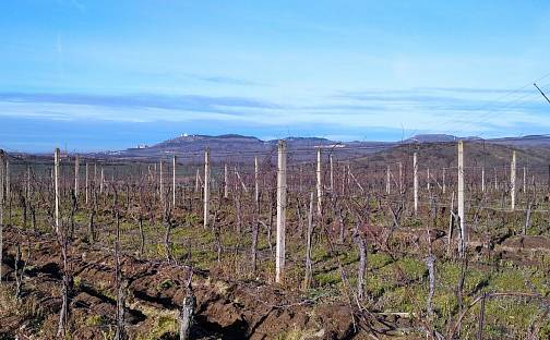 Pronájem pozemku 10 000 m², Sedlec, okres Břeclav