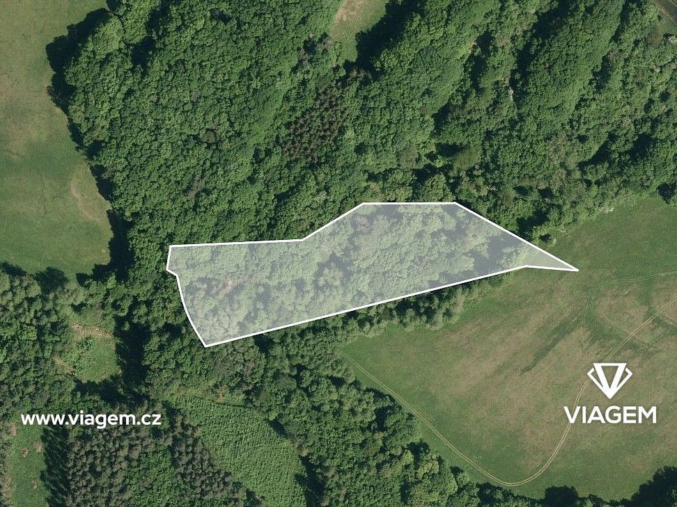Prodej lesa 1 567 m² – pohled 2