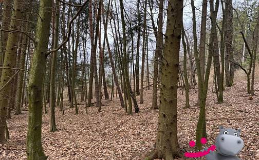 Prodej lesa 4 475 m², Vlachovice - Vrbětice, okres Zlín