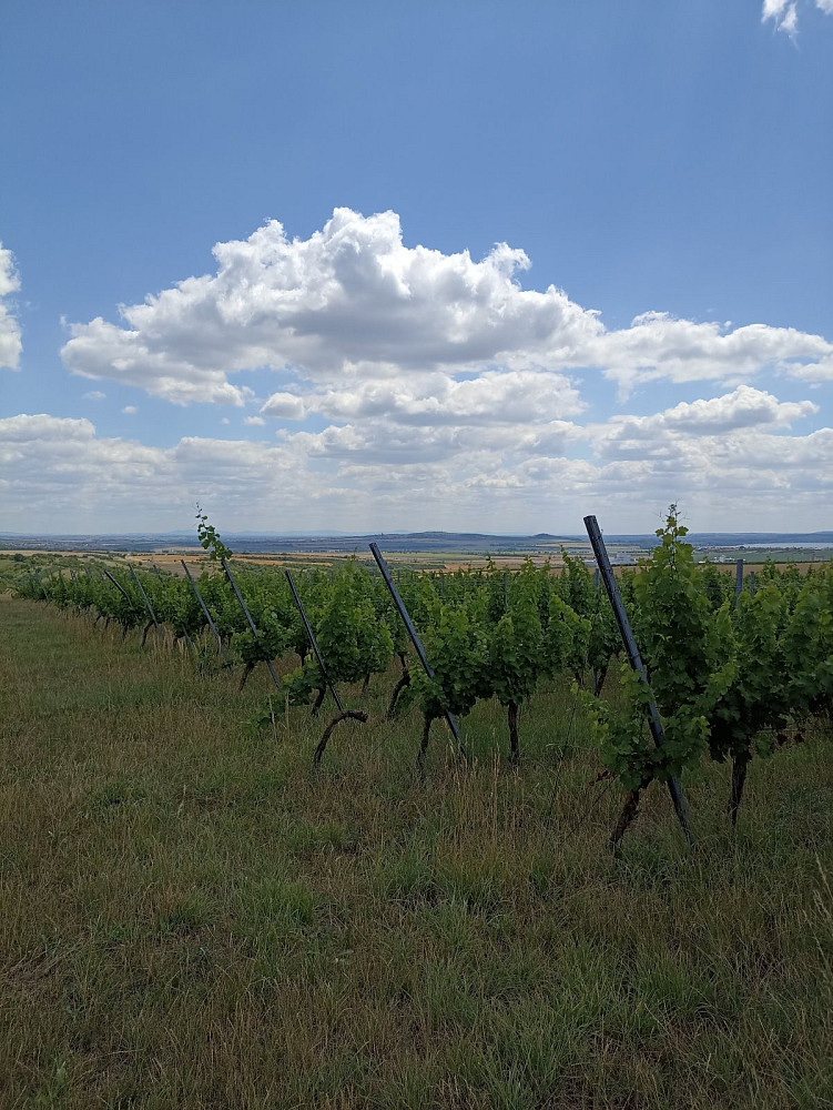 Prodej pozemku 13 493 m² – fotografie 5