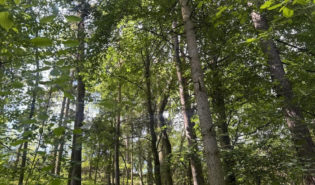 Prodej lesa 6 851 m², Dobříč – náhled fotky 11