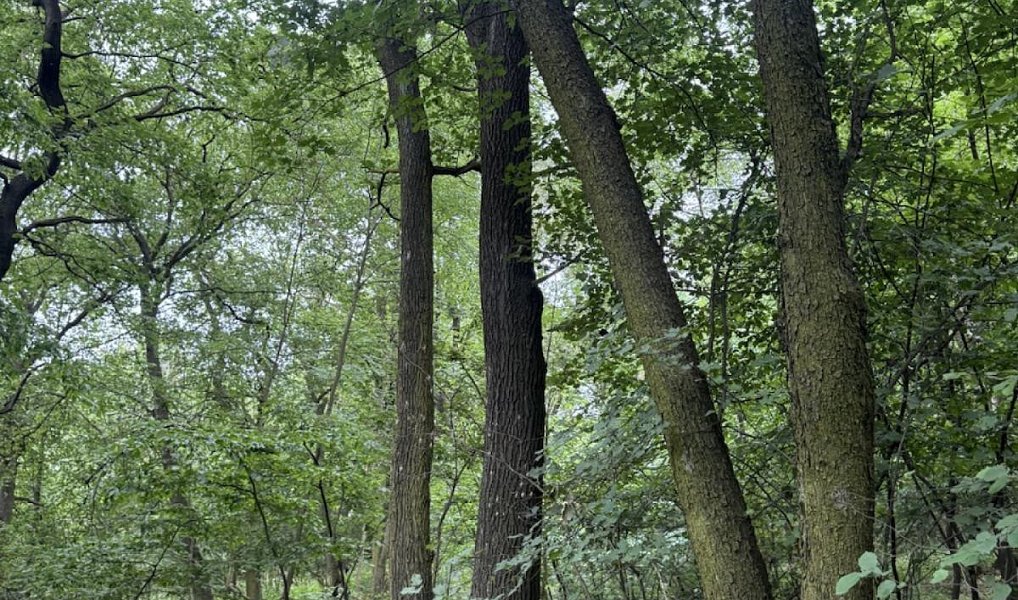 Prodej lesa 2 704 m², Bílina – náhled fotky 9