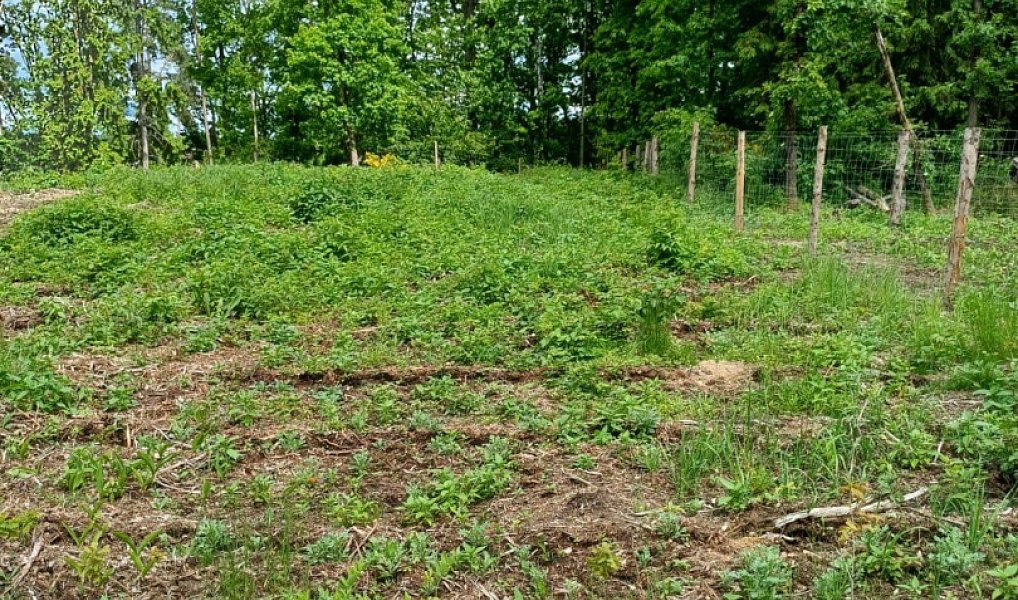 Prodej lesa 9 634 m², Hrazany – náhled fotky 2