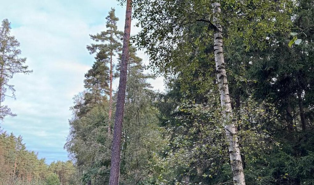 Prodej lesa 7 181 m², Ločenice – náhled fotky 4