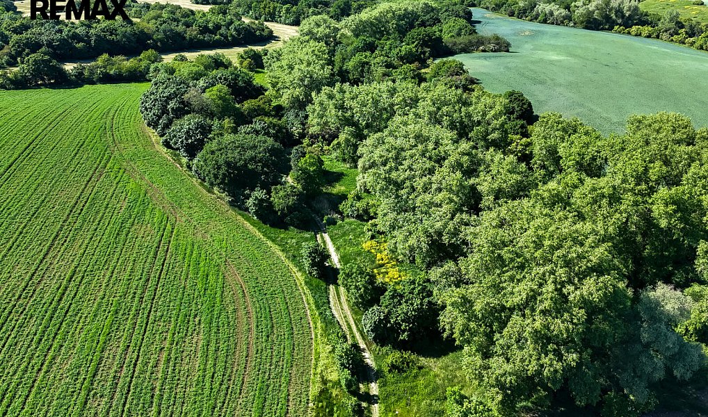 Prodej lesa 5 841 m², Skršín – náhled fotky 6