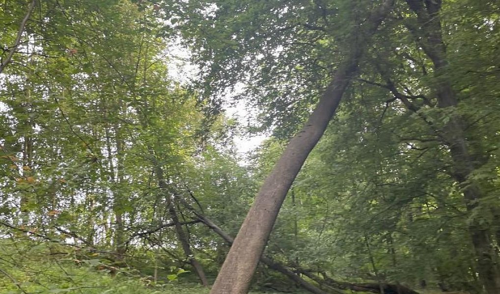 Prodej lesa 5 193 m², Vělopolí – náhled fotky 4