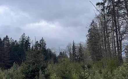 Prodej lesa 1 076 m², Čížkov - Mikulášovice