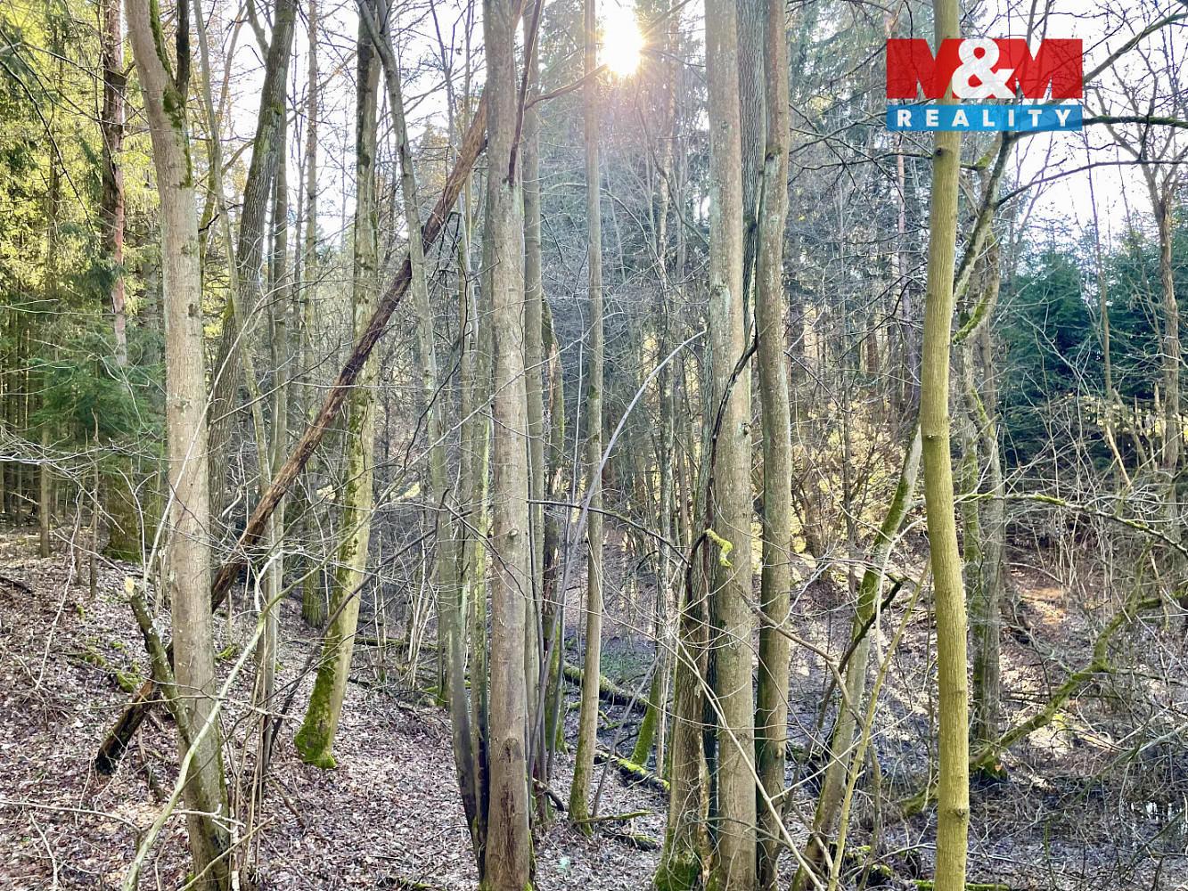 Prodej lesa 4 113 m² – fotografie 2