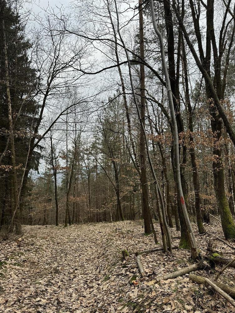 Prodej lesa 7 168 m²