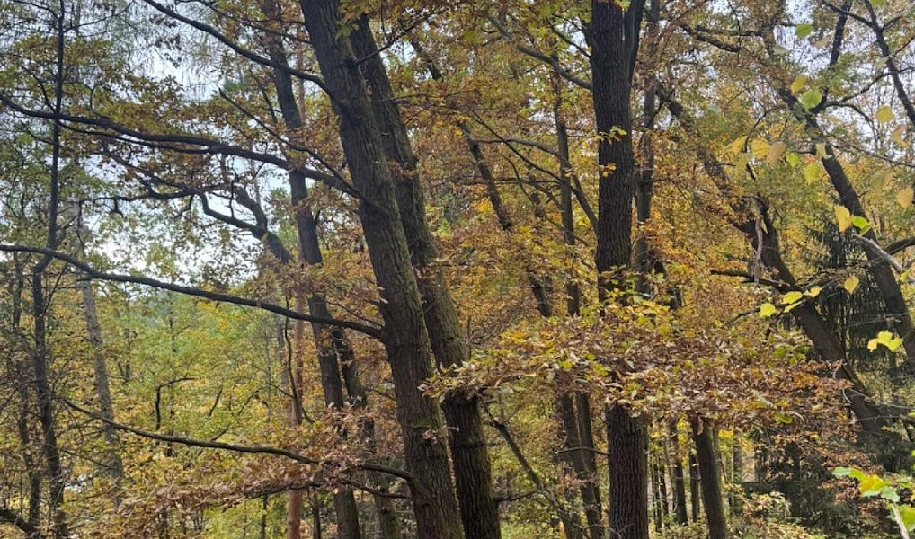Prodej lesa 15 088 m², Přísečná – náhled fotky 4