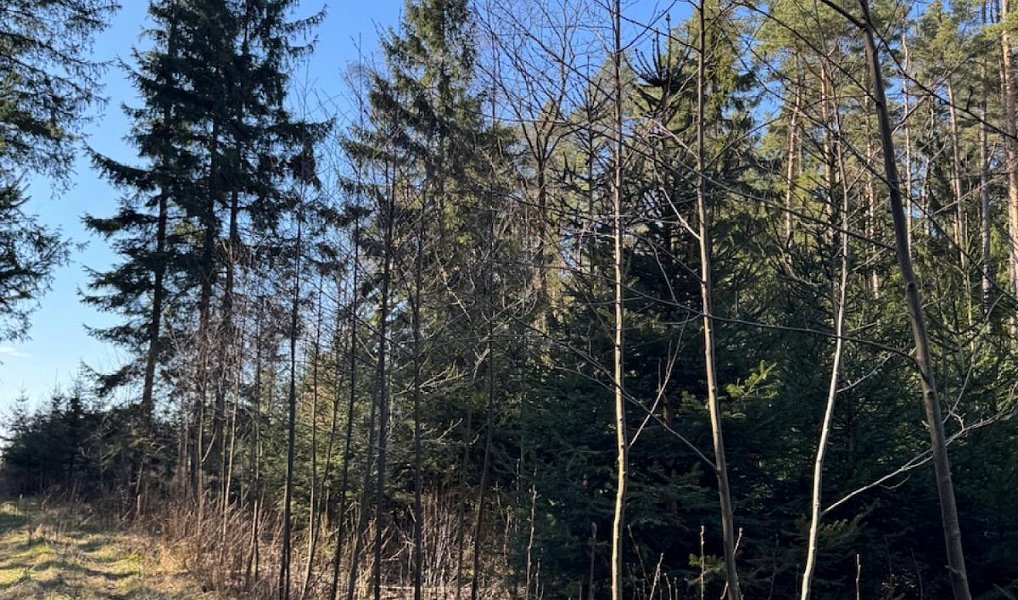 Prodej lesa 6 708 m², Zvěrotice – náhled fotky 6
